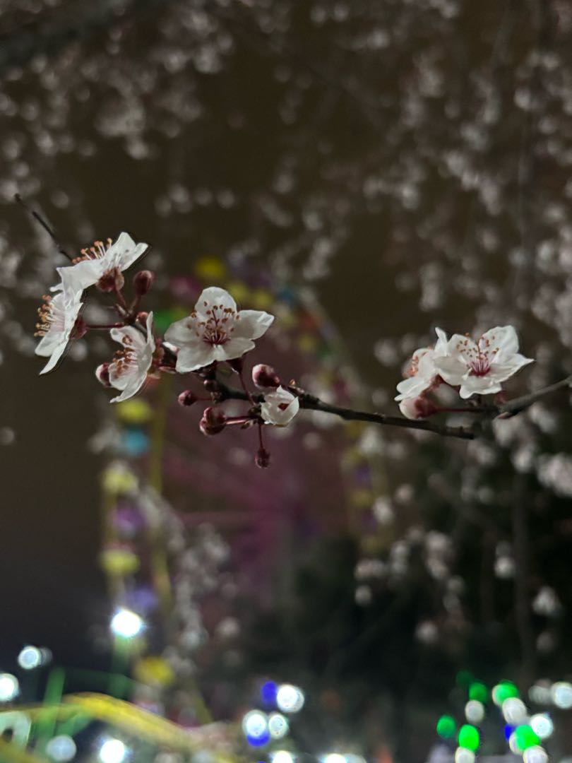 🌸