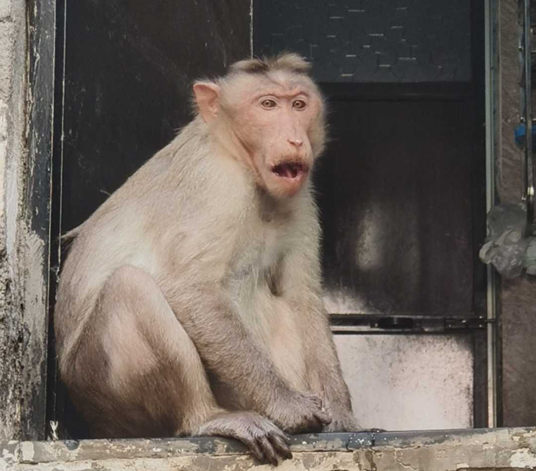 Monkey Time