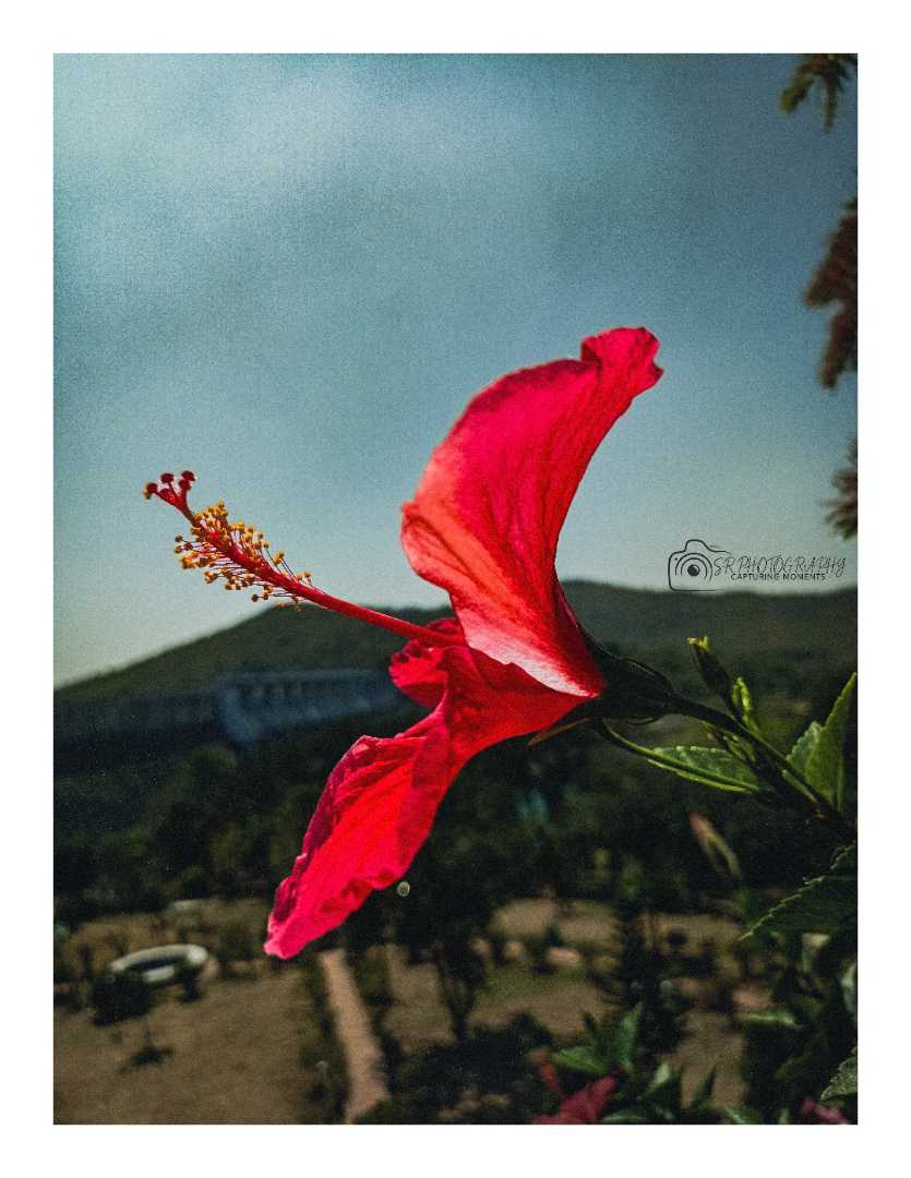 Hibiscus🌺