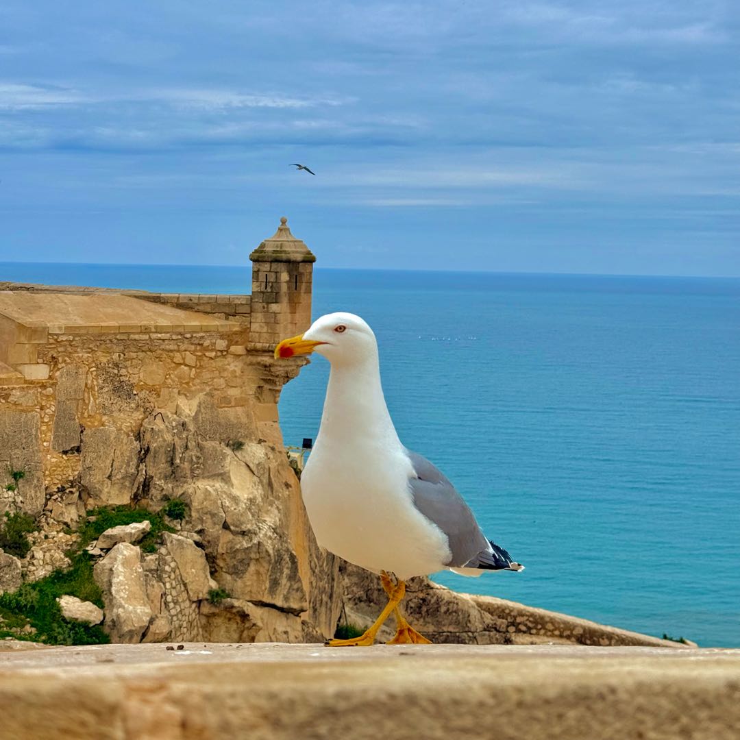 Seagull