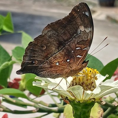 Doleschallia bisaltide