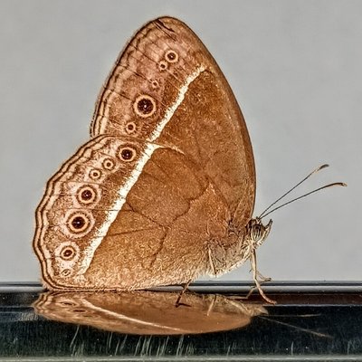 Mycalesis visala