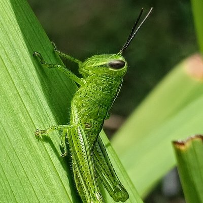 Belalang Hijau