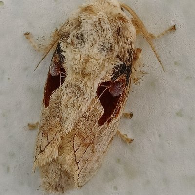 Ngengat Siput bermahkota