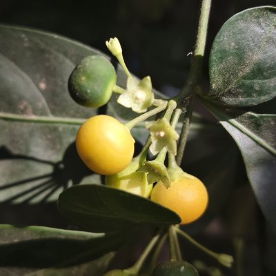 Twoleaf Nightshade