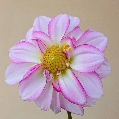 Dahlia Flower