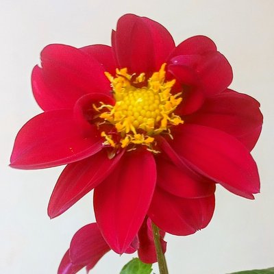 Dahlia Flower