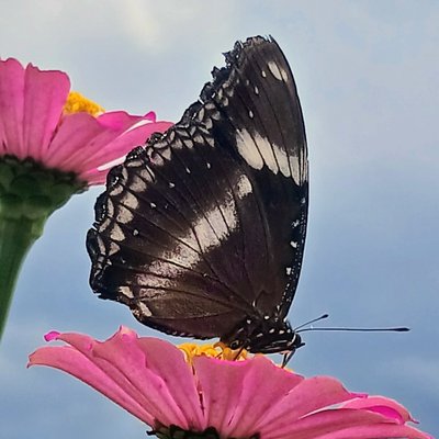 Great Eggfly