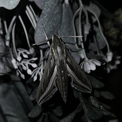Hippotion celerio