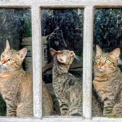 Cat Domestic