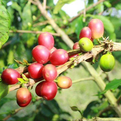 Arabica Karo cherry