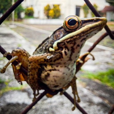 Frog in Lawer