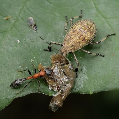 Macro photography
