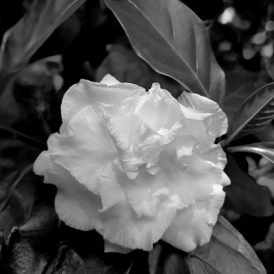 Blossom