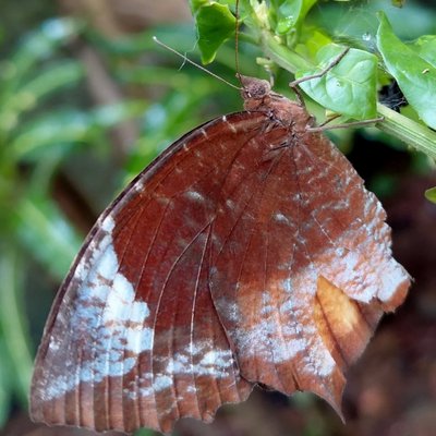 Tailed Palmfly