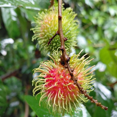 rambutan fruits