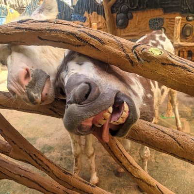 Batam Zoo Paradise