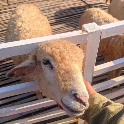 The Sheep