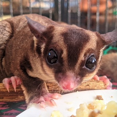 zoo paradise batam