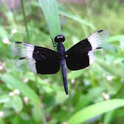 Pied Paddy Skimmer dragonfly