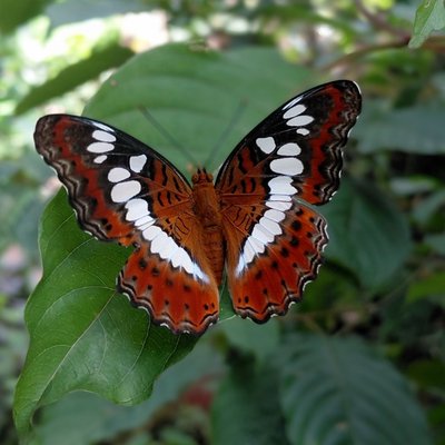 Commander butterfly