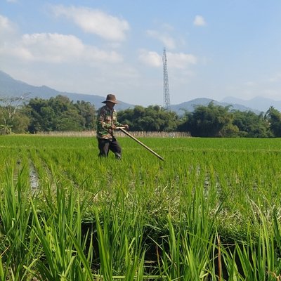 Membersihkan Sawah