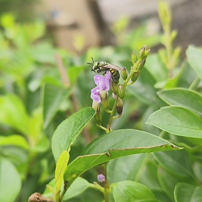 Sweat bee