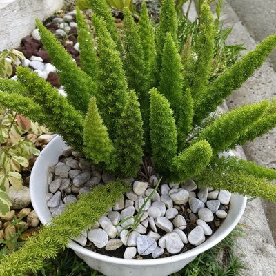 Foxtail Fern