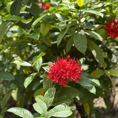 Flower