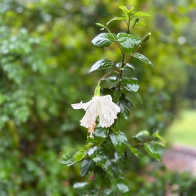 Hibiscus 🌺