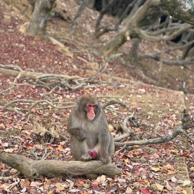 Arashiyama Monkey Park🇯🇵