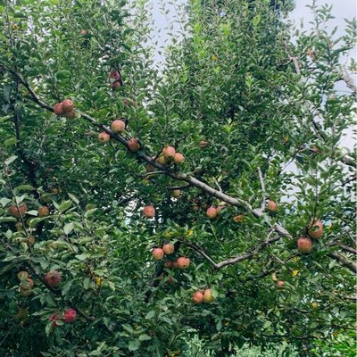 Apple Time