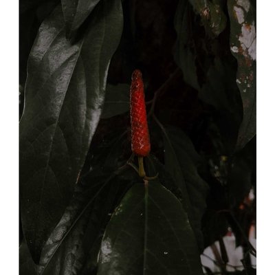 cabe jawa