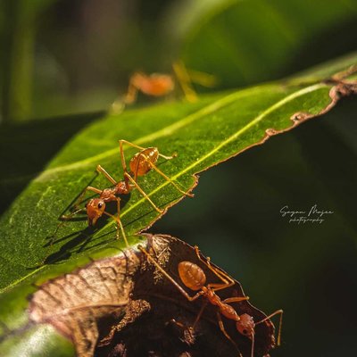 MACRO