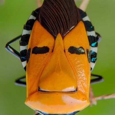 Insect.