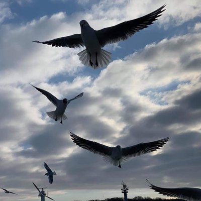 Freedom birds 