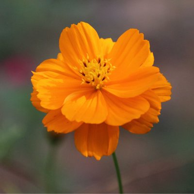 Cosmos