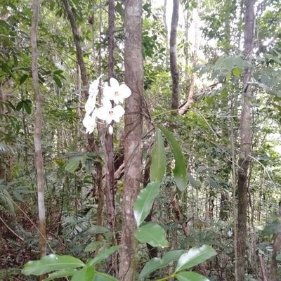 Anggrek Bulan