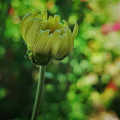 Kuncup Bunga Chrysanthemum 