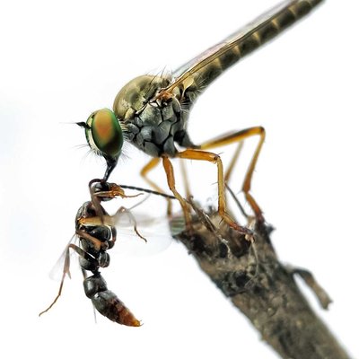 Robber fly