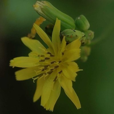 Youngia japonica