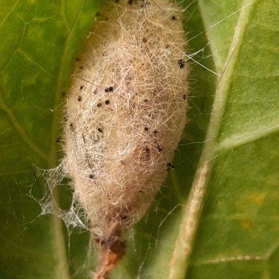 Rusty Tussock Moth (Orgyia antiqua)

