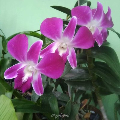 Dendrobium Nobile 