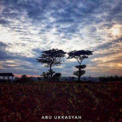 Pohon berdua