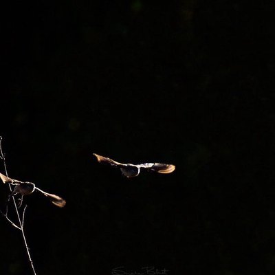 Indian Silver bill