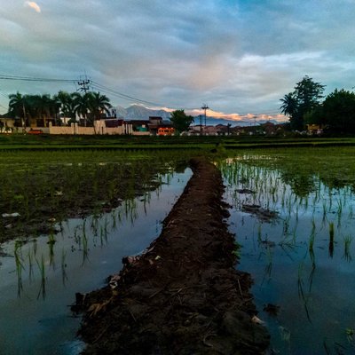 pematang sawah
