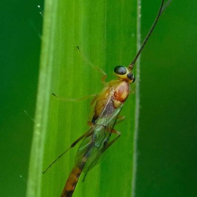 WASP