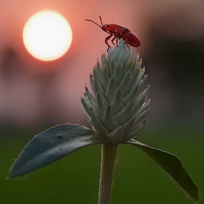 Wild Sunset 