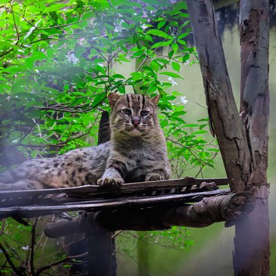 Jungle Cat
