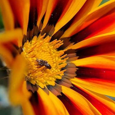 Pollination in Frame 🐝🌻
